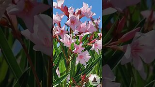 Relaxing Pink Oleander Flowers in the Breeze 🌸 Soothing Birdsong & Piano Music