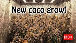New coco Grow from monster cropped Clones!