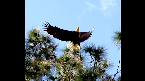 Bald eagle takes flight! Pt 2