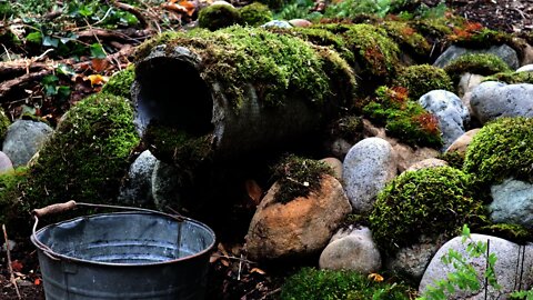 Growing a Moss Garden