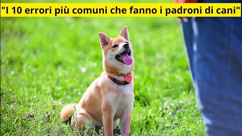 "I 10 errori più comuni che fanno i padroni di cani"