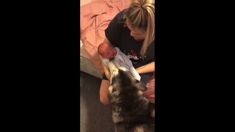 Husky & Baby Becoming Best Friends!