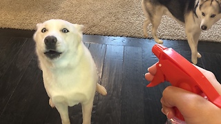 Confused dog comically howls at spray bottle