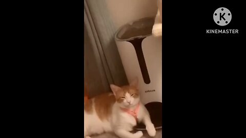 FUNNY CATS AND DOGS 🤣|| PART III