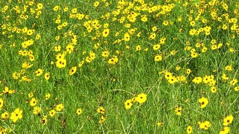 North Florida Wild flowers