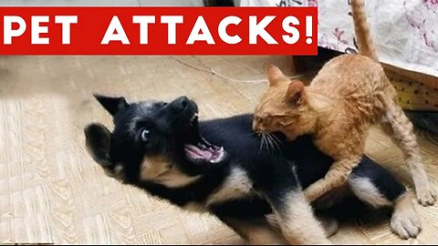 Funniest Animal Attacks Compilation October 2016 | Funny Pet Videos