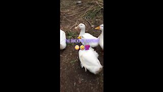 These ducks though😂