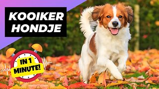 Nederlandse Kooikerhondje - In 1 Minute! 🐶 The Rare Duck-Hunting Dogs! | 1 Minute Animals