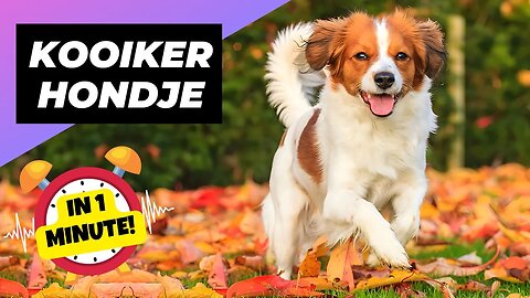 Nederlandse Kooikerhondje - In 1 Minute! 🐶 The Rare Duck-Hunting Dogs! | 1 Minute Animals