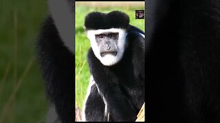 The Colobus Monkey Facts #shorts #amazingfacts #animals
