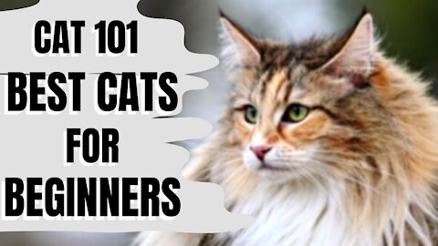 Cats 101 | Best Cats for Beginners