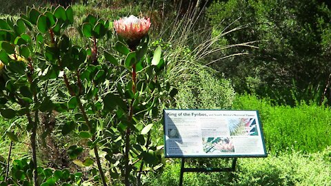 SOUTH AFRICA - Cape Town - Kirstenbosch National Botanical Garden (Video) (vHb)