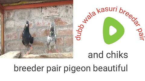 Dubb wala kasuri beautiful breeder pair