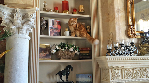 Funny Cat carefully walks around breakables on bookcase