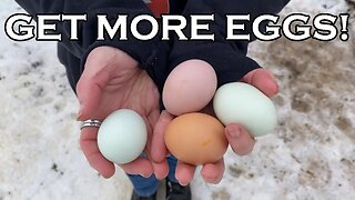 5 Reasons Your Chickens STOPPED Laying Eggs