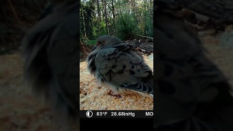 Little dove🕊️trying to stay 🌞warm #cute #funny #animal #nature #wildlife #trailcam #farm #homestead