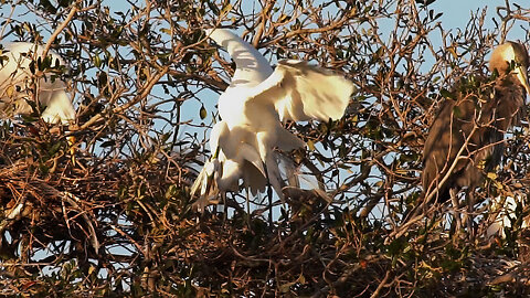 Great Egret Has a Clumsy Man.