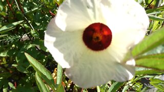 CONTAINER GARDEN (Hibiscus)