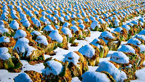 How Japanese Farmer Harvest Cabbage Under Snow - Snow Vegetable Farming - Cabbage, Carrot, Radish