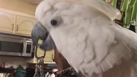 Festive cockatoo sings & dances to Christmas music