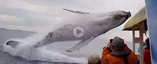 A wonderful jump from this whale 🤩