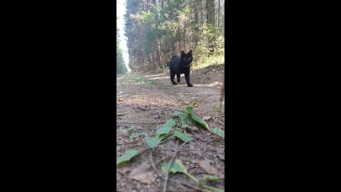 A black cat runs along a forest road in slow motion