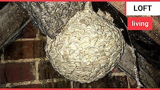 Wasp nest discovered in a loft fused to an old nest
