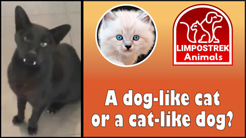 A dog-like cat or a cat-like dog?