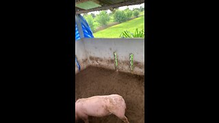 Love stocks #Pigs