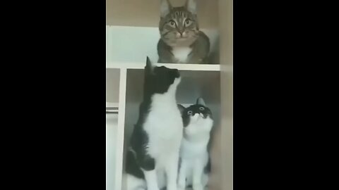 Funniest cats videos 😺🤣🤣