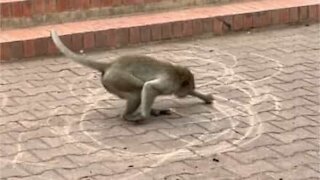 Macaco desenha círculos na Tailândia