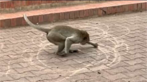 Macaco desenha círculos na Tailândia