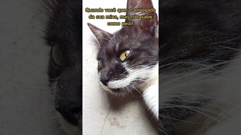 PIADA RUIM E DE QUINTA (EMBORA HOJE SEJA QUARTA)- #shorts #humor #picapau #tiktok #memes #shitpost