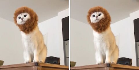 Cute Cat Thinks He Is a Lion For a Moment