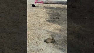Baby Bunnies at the beach