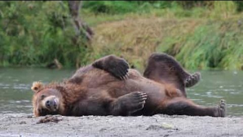Cet ours préfère dormir que chasser !
