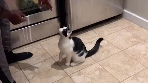 Kitty Performs Tricks Better Than Most Dogs