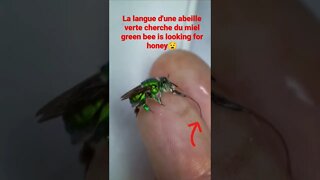 Langue d'abeille verte,green bee😧😧