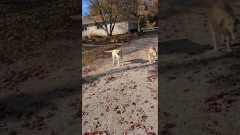 Saying hello to the puppy 🐶 dogs 🐕 at the Farm 🚜