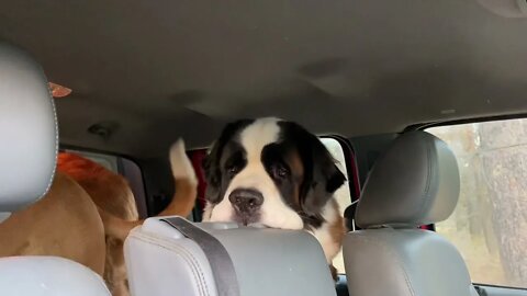 St Bernard and Great Dane car ride