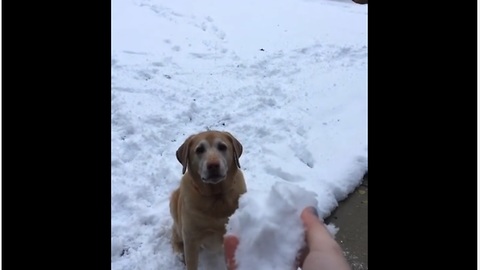 When This Dog Loses His Snowball In The Snow He Goes Completely Bonkers