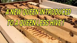 WILL BEE HIVE TRY TO KILL OR FEED AN EXTERNAL QUEEN ?!?!?