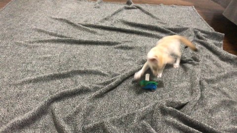 Baby Fennec Fox Frantically Plays With A Cat Toy