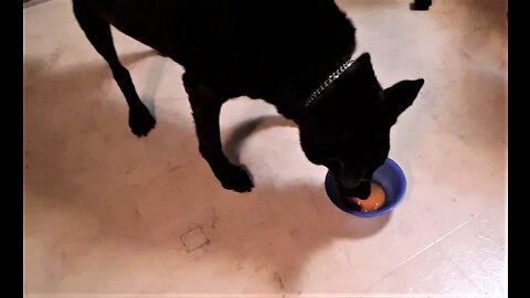 MY DOG QUINN LOVES CARROT JUICE! (He's a Health Nut!)