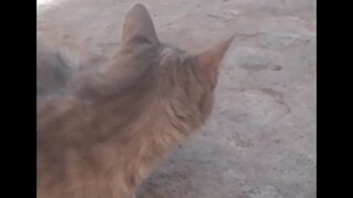 Feeding Stray Cat