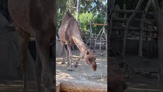 San Diego Zoo ELEPHANTS CAMEL & WARTHOG #shorts #sandiegozoo #cali