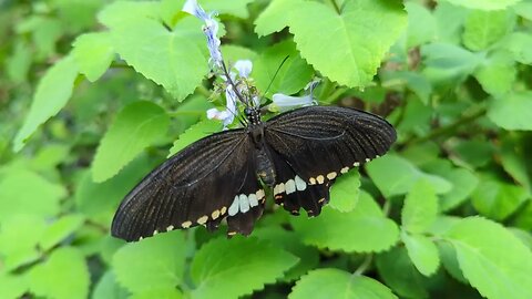 Common mormon butterfly ( male)