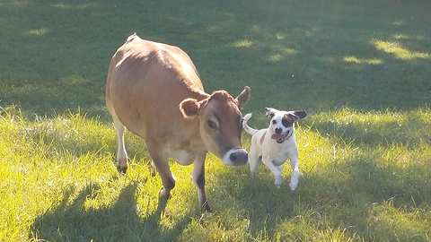 Rescue Cow And Dog Become Immediate Best Friends