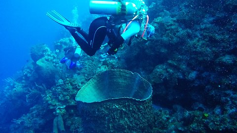 Giant barrel sponges are the longest living animals on the planet