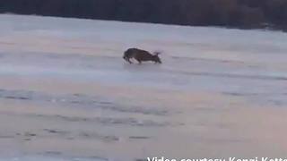 WATCH: Deer Rescued from Icy Wisconsin Lake